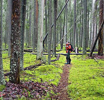 Runsaslahopuustoista kangasmetsää